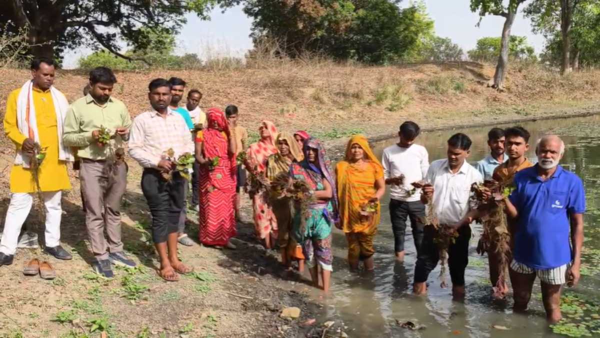 सीजन की शुरुआत में ही सिंघाड़े की खेती पर संकटः ‘लाल खजूरा’ कीट के हमले से किसान परेशान, पैदावार ठप होने की आशंका
