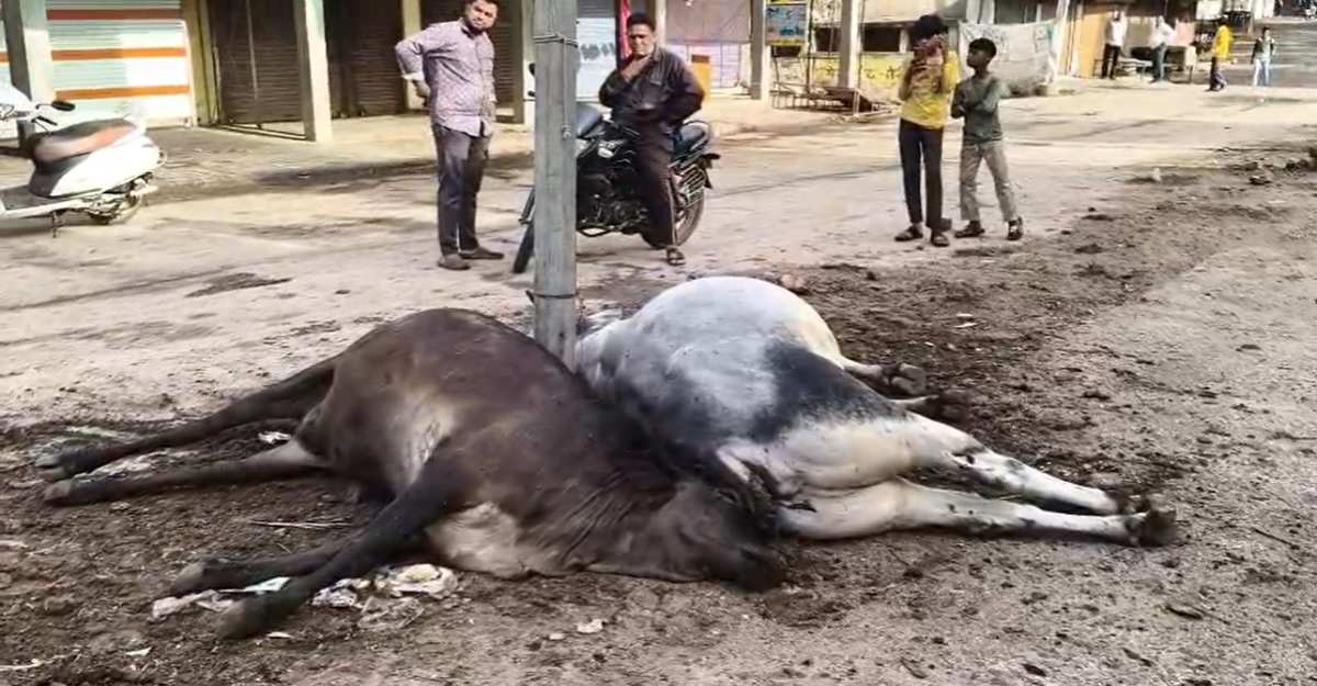 पहली बारिश ने खोली बिजली विभाग के दावों की पोलः करंट की चपेट में आने से गाय और नंदी की मौत