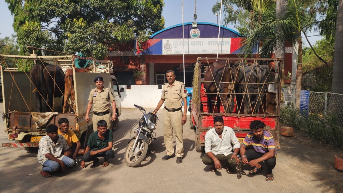 चरने गए मवेशियों की चोरी, सीसीटीवी फुटेज से खुला चोरों का राज, पुलिस ने 5 आरोपियों को किया गिरफ्तार