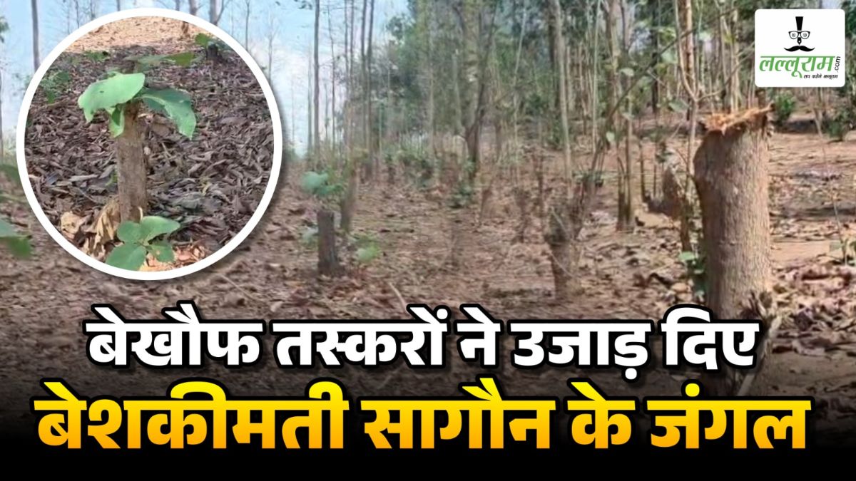 बेखौफ तस्करों ने उजाड़ दिए सागौन के जंगल: मरवाही में करोड़ों की लकड़ी काटे, नजर आ रहे सिर्फ ठूंठ, वन विभाग पर पर अनदेखी का आरोप