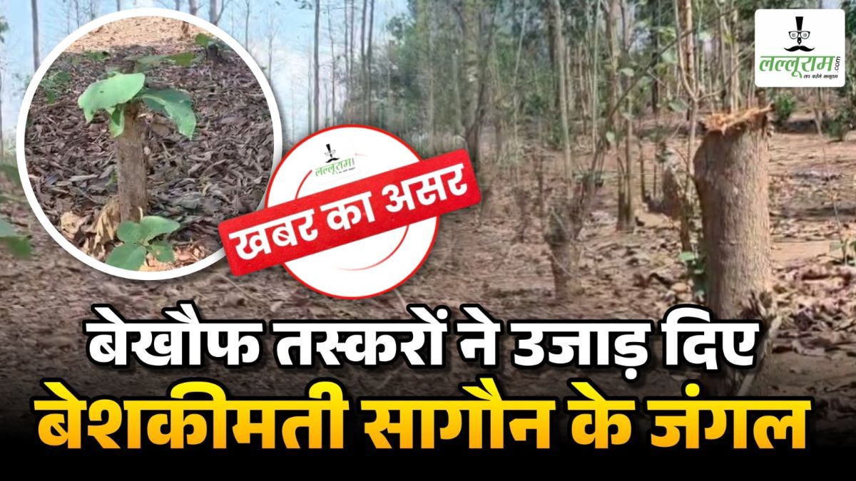 खबर का असर: 1000 से ज्यादा सागौन पेड़ों की अवैध कटाई मामले में हरकत में आया वन विभाग, DFO समेत टीम मौके पर पहुंची, डबरी में छिपाई गई लकड़ी बरामद