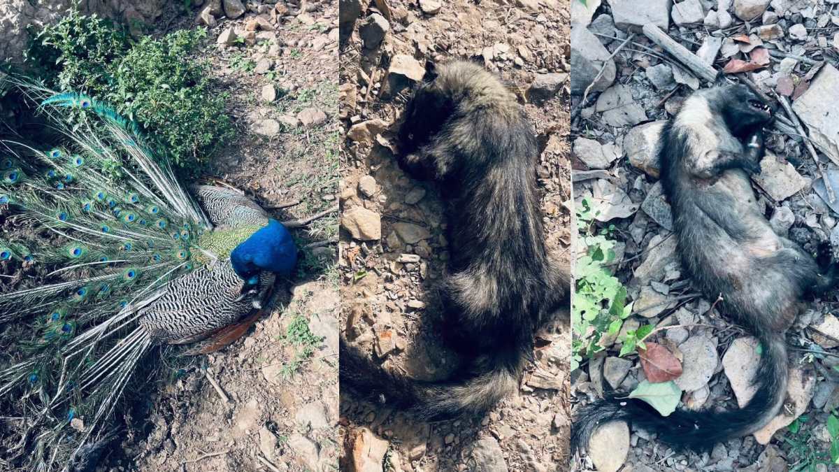 जंगल के पानी में जहर! मोर, सिवेट और कई पक्षियों की रहस्यमयी मौत, वीडियो वायरल होने से वन विभाग में मचा हड़कंप