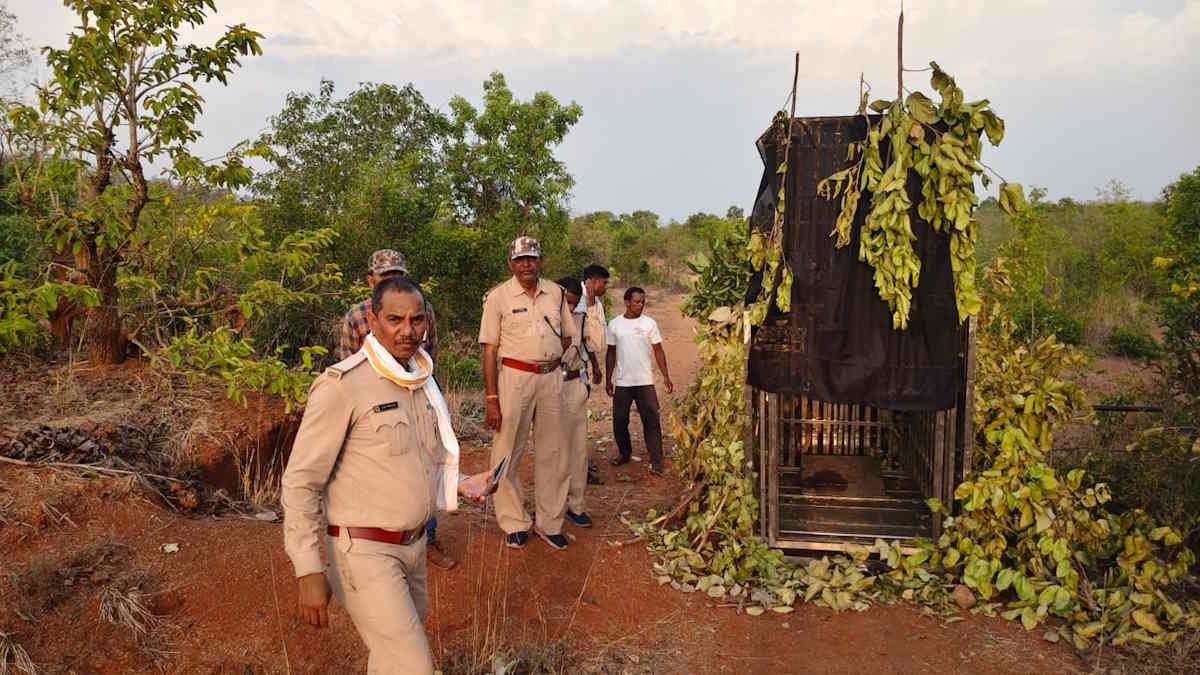 मासूम बच्चों पर हमला करने वाला तेंदुआ शातिर निकला, बकरे का चारा सूंघने तक नहीं आ रहा…