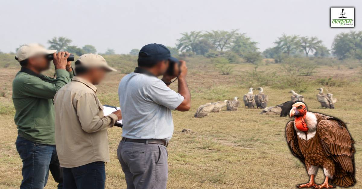 MP में लगातार बढ़ रही गिद्धों की संख्या: 10 हजार के पार पहुंचा आंकड़ा, पिछले साल से 1200 ज्यादा
