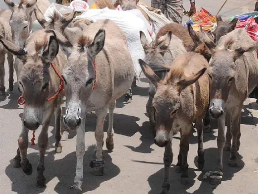 चीन की चेतावनी के आगे झुका पाकिस्तान, गधे के मांस के निर्यात को दी मंजूरी ; शहबाज ने खुद संभाला मामला
