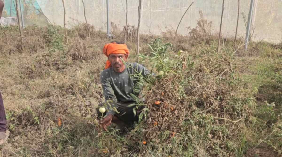 सिंगरौली में आसमान से बरस रही आग, खेतों में मचने लगी तबाही, भीषण गर्मी ने बढ़ाई किसानों की चिंता