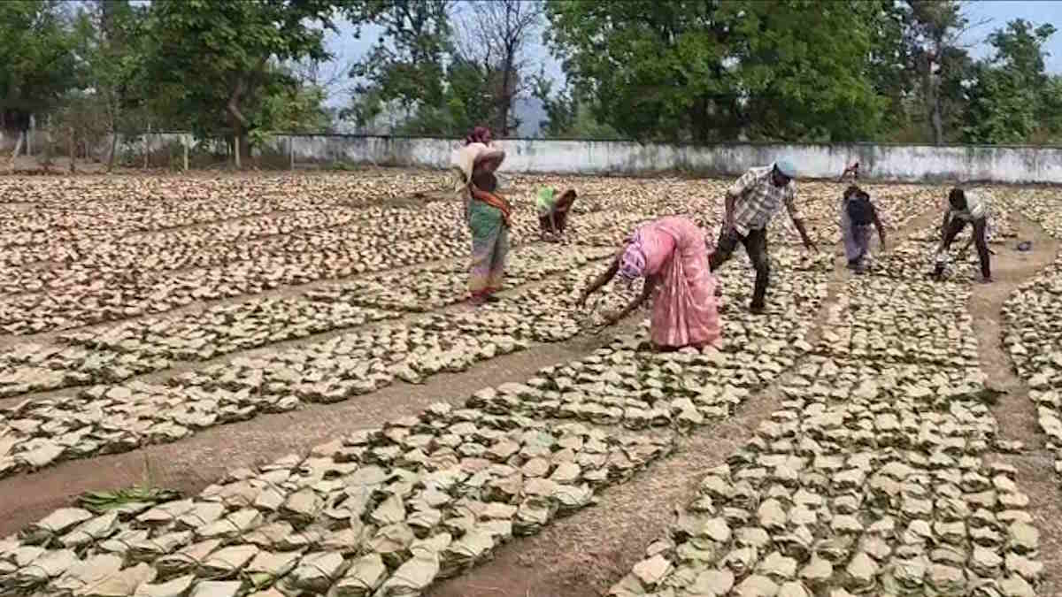 बारिश में भीगे तेंदूपत्ता की हजारों गड्डियों पर दीमक का प्रकोप, पत्तों की गुणवत्ता पर मंडरा रहा खतरा…