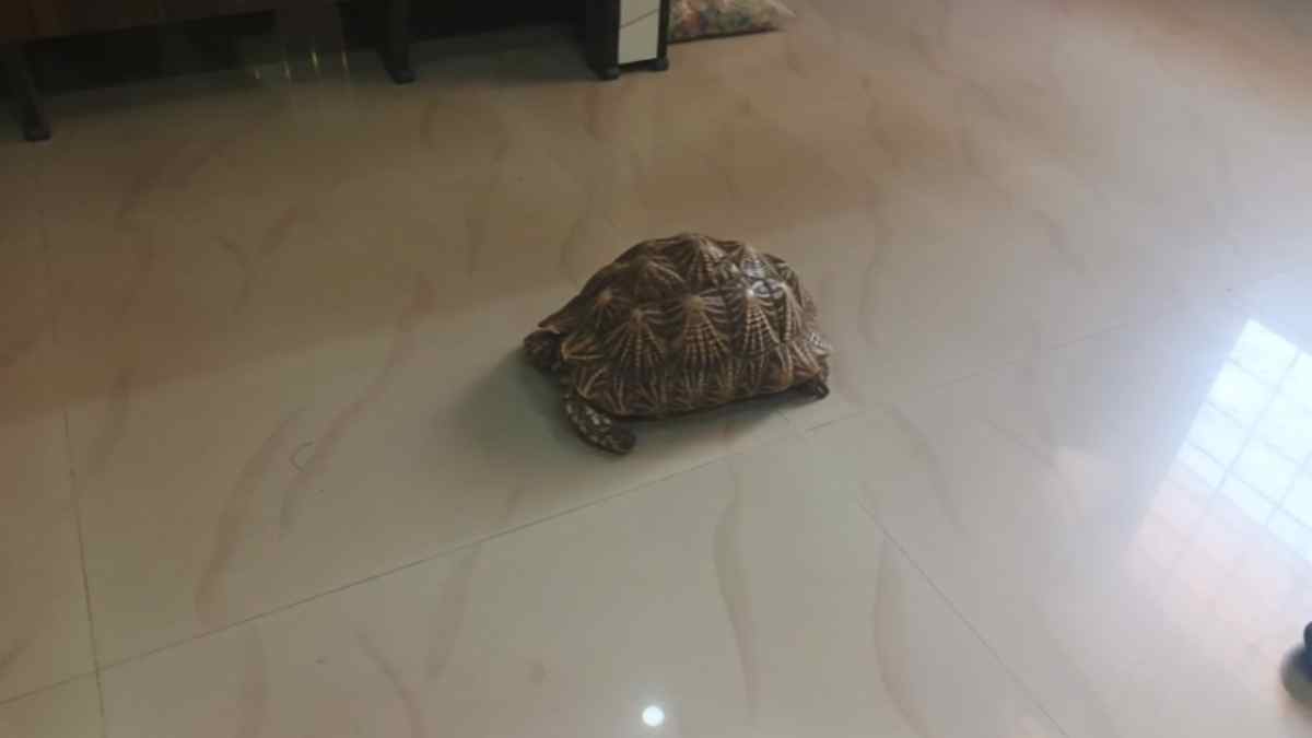पन्ना में दिखा कुदरत का करिश्मा: किसान के खेत में मिला ‘तारों’ सा चमकता दुर्लभ कछुआ, ‘जियोकलोंन एलिगेंस’ का रेस्क्यू