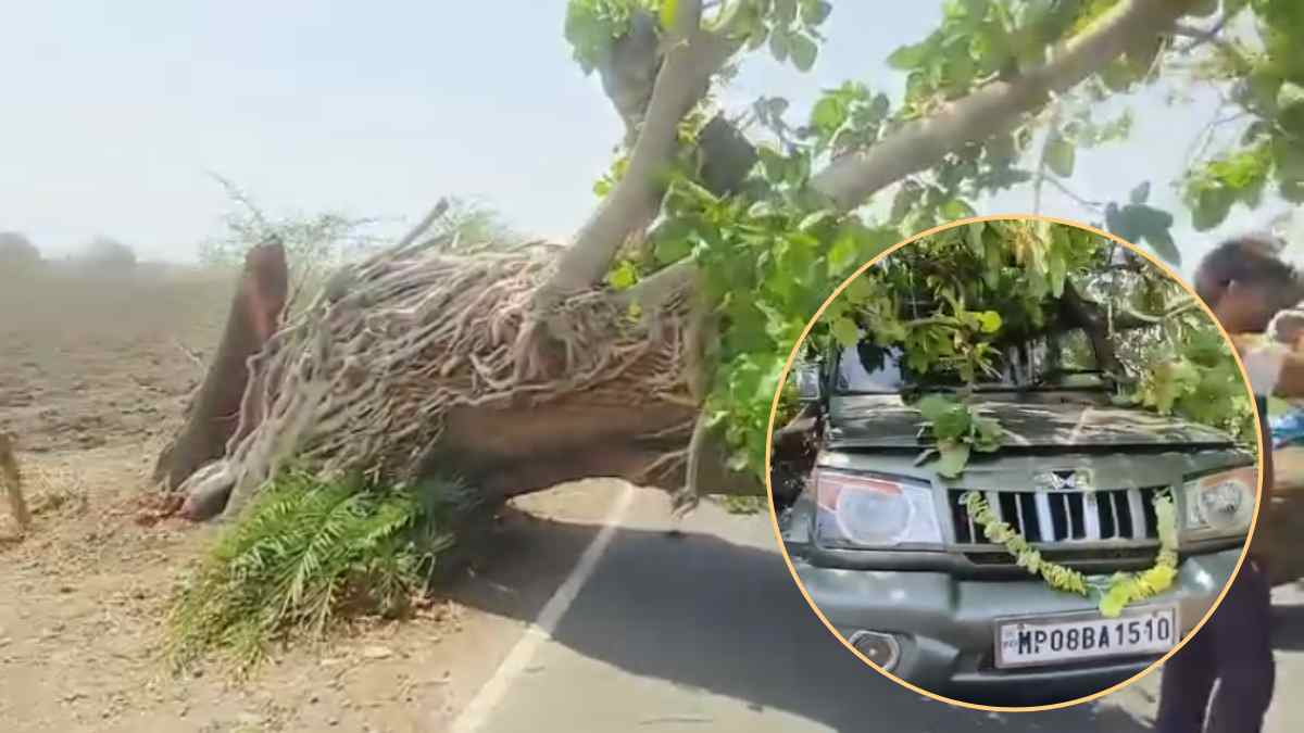 जाको राखे साइयां मार सके ना कोई: चलती बोलेरो पर गिरा विशाल पेड़, लोगों की कांप उठी रूह