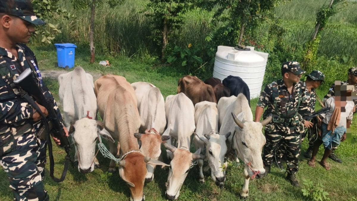 सुपौल में SSB की दोहरी कार्रवाई, 16.5 किलो गांजा और 9 बैलों की तस्करी नाकाम, एक गिरफ्तार