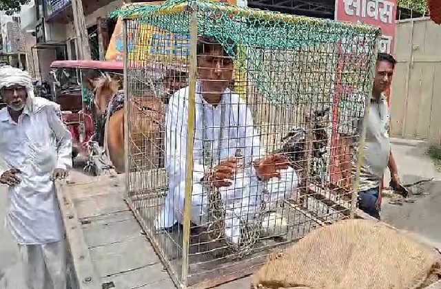लोहे के पिंजरे में कैद हुए जिला पार्षद संजय बड़वासनी, विकास निधि की मांग को लेकर सरकार के खिलाफ अनोखा प्रदर्शन