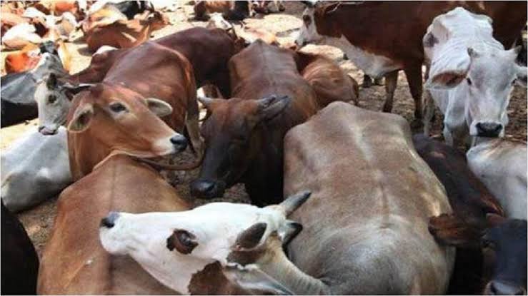 Nuh Encounter: नूंह में दिल्ली-मुंबई एक्सप्रेसवे पर पुलिस और गौ-तस्करों के बीच मुठभेड़, पैर में गोली लगने से एक बदमाश ढेर, बाकी फरार