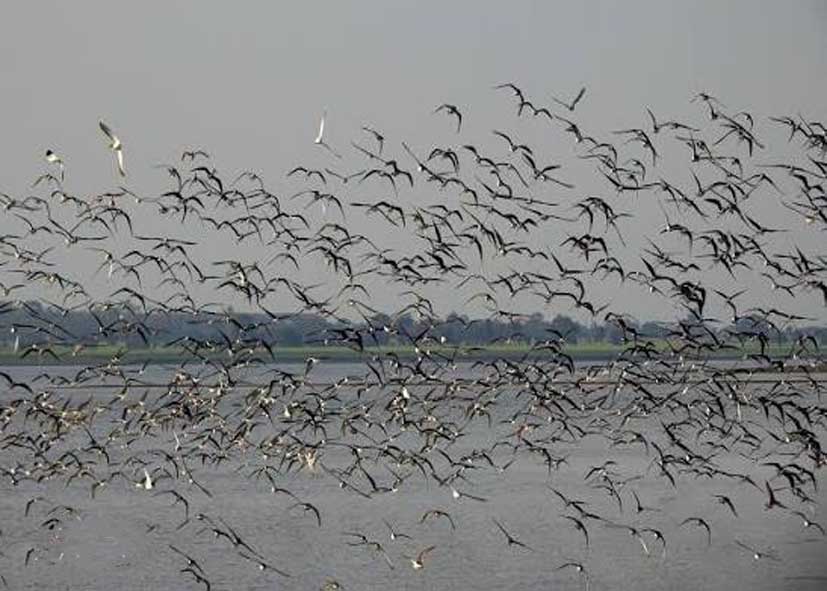 Delhi First Bird Atlas: दिल्ली का पहला ‘बर्ड एटलस’ तैयार, पहले वर्ष में 221 पक्षी प्रजातियों की पहचान