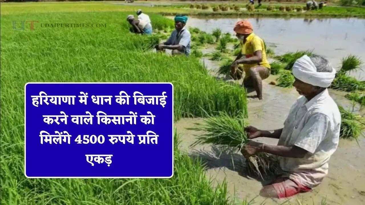 धान की सीधी बिजाई पर किसानों को मिलेगा 4500 रुपये प्रति एकड़ अनुदान, जल संरक्षण के साथ लागत में भी होगी बचत