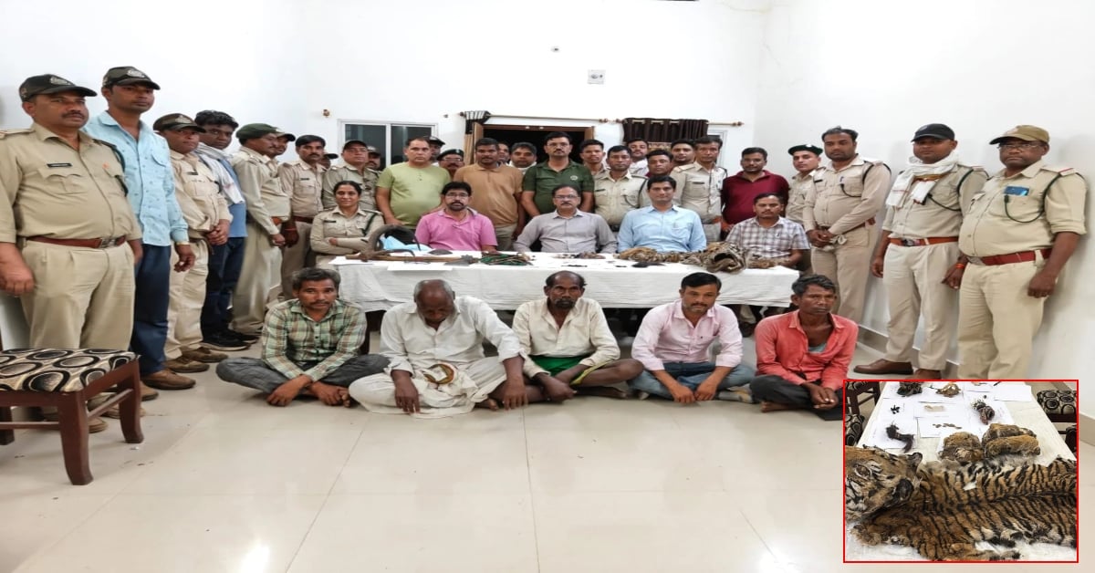 वन विभाग की कार्रवाई: 30 लाख में हो रहा था बाघ की खाल और अंगों का सौदा, टीम ने 4 तस्करों को दबोचा