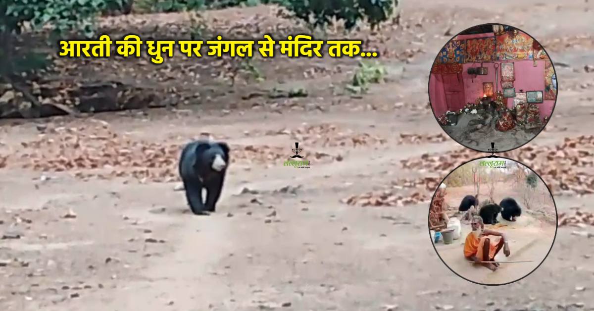 चमत्कार या आदत ? आरती की घंटी सुन प्रसाद ग्रहण करने पहुंचते हैं जंगली भालू, पुजारी बोले- भालू नहीं, इंसानों से डर लगता है