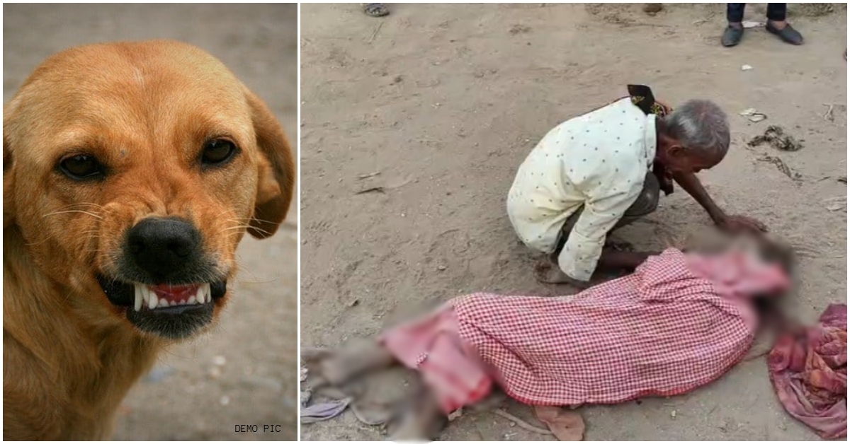 लकड़ी बीनने गई थी लीला बाई, आवारा कुत्तों ने नोच-नोच कर ले ली जान; कब जागेगा प्रशासन?