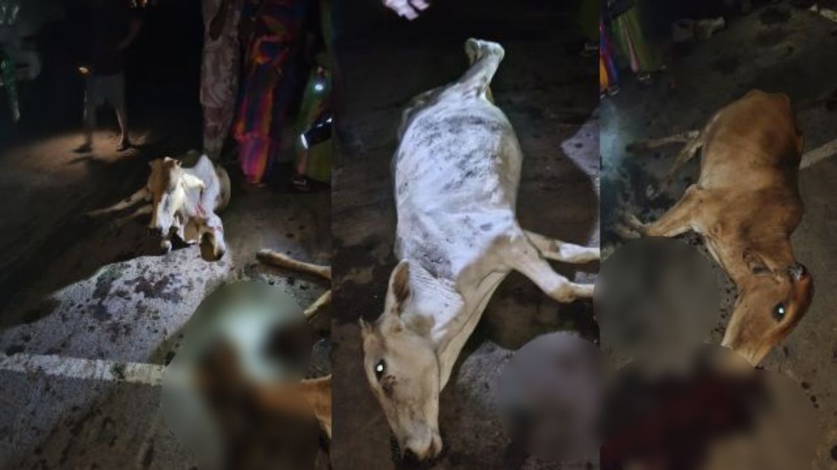 तेज रफ्तार डंपर ने सड़क किनारे बैठी गायों को रौंदाः 4 की मौत, 3 गंभीर, चालक गिरफ्तार
