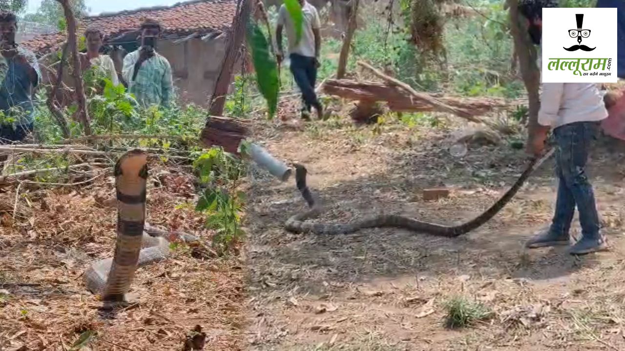 CG News : घर में घुसा 11 फीट लंबा किंग कोबरा, लोगों में मचा हड़कंप, वन विभाग ने किया रेस्क्यू