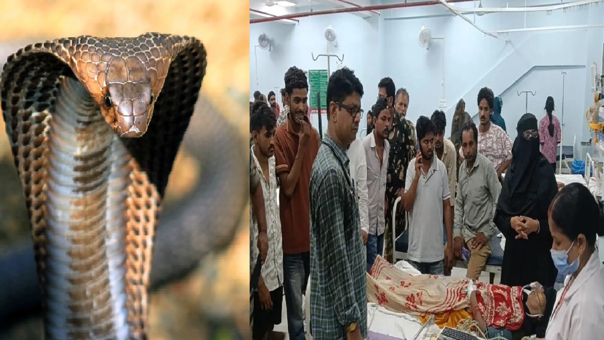 मायके आई महिला को कोबरा ने डसा, 10 एंटी वेनम इंजेक्शन भी नहीं बचा पाई जान, पसरा मातम