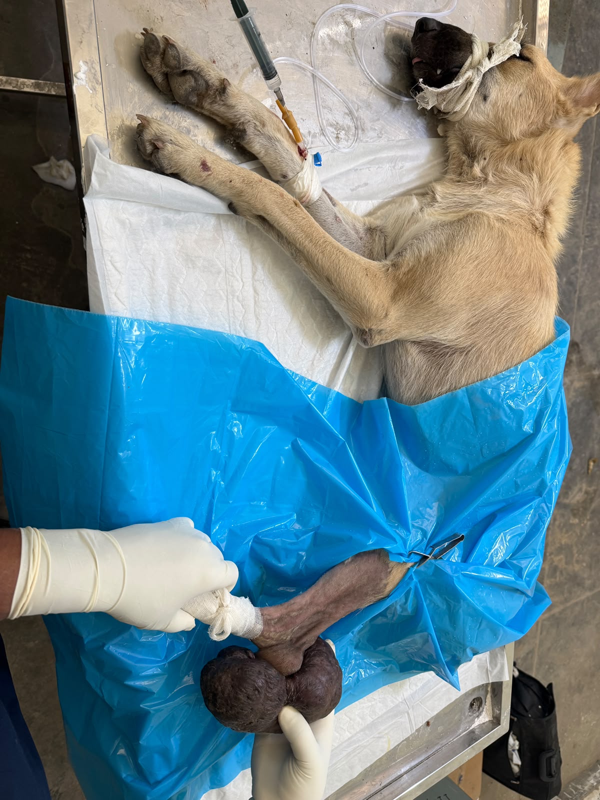 हनुमान गेट में नारकीय हालात: 25 दिन से सड़कों पर पड़ी नाले की गंदगी, पार्षद विनोद प्रजापति ने खोला मोर्चा