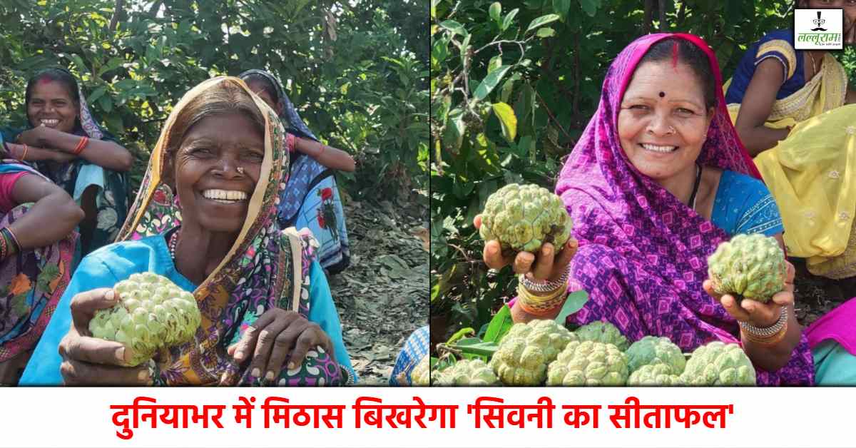 MP के ‘जम्बो सीताफल’ को GI टैग: किसानों को मिलेगा बेहतर मूल्य और वैश्विक पहचान, जानें इसकी खासियत