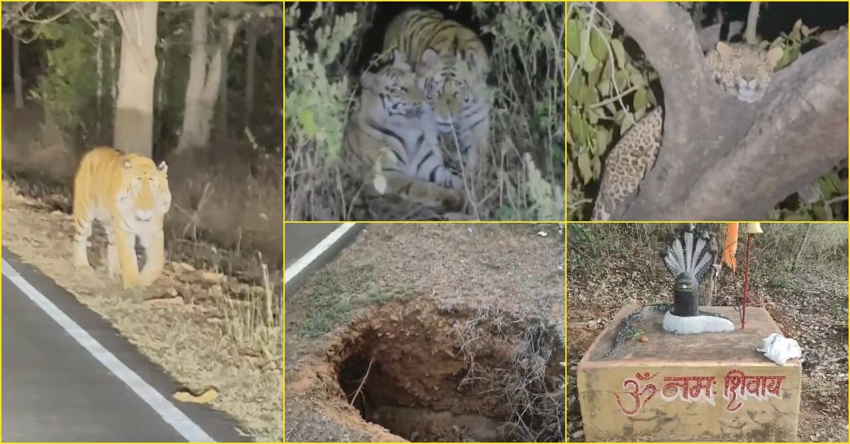 शाहडार जंगल में बाघ के दीदार के लिए लगी गाड़ियों की कतार: सिस्टम की अनदेखी और सैलानियों की लापरवाही दे रही बड़े हादसे को न्योता!