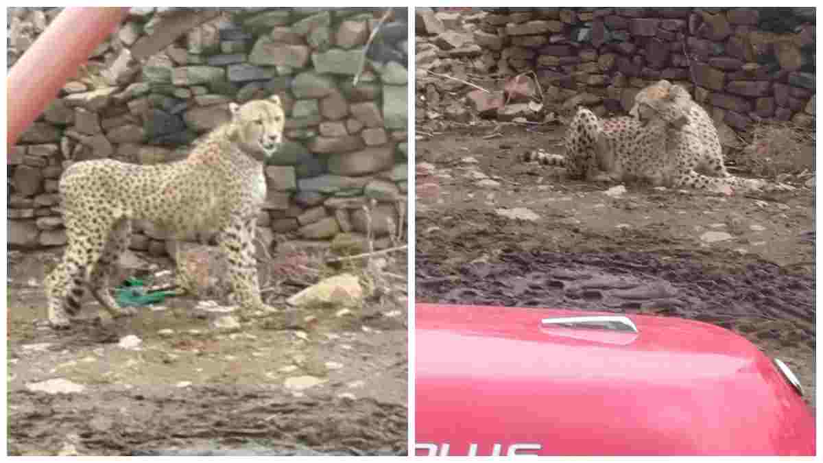 कूनो नेशनल पार्क से निकला चीता पहुंचा गांव: गलियों में घूमता आया नजर; Video वायरल