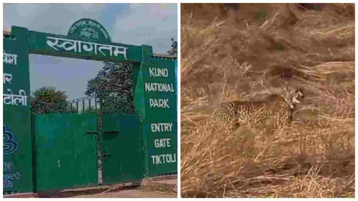 खुले जंगल में घूम रही मादा चीता KGP11 घायल: ट्रैकिंग टीम ने मुरैना सीमा से किया रेस्क्यू, इलाज जारी     