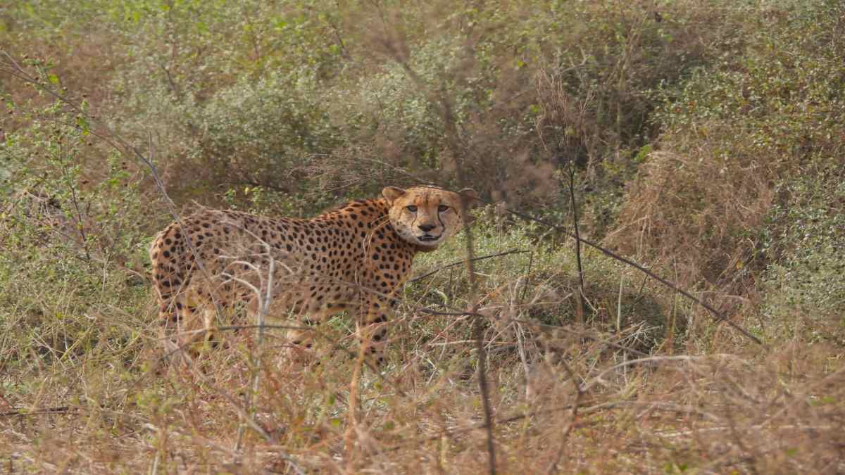 कूनो नेशनल पार्क से बुरी खबर: 27 महीने की मादा चीता KGP 11 की मौत, मॉनिटरिंग सिस्टम पर उठे सवाल