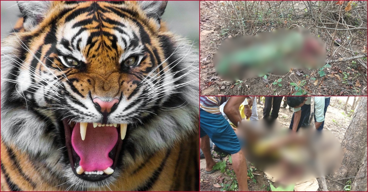 बाघ का आतंक: एक ही दिन में अलग-अलग इलाकों में हमला, दो आदिवासी महिलाओं की मौत से दहशत