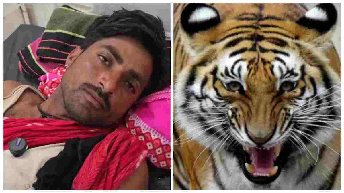 सागर में टाइगर का हमला: जंगल में घूमने गए युवक पर किया अटैक, गंभीर घायल