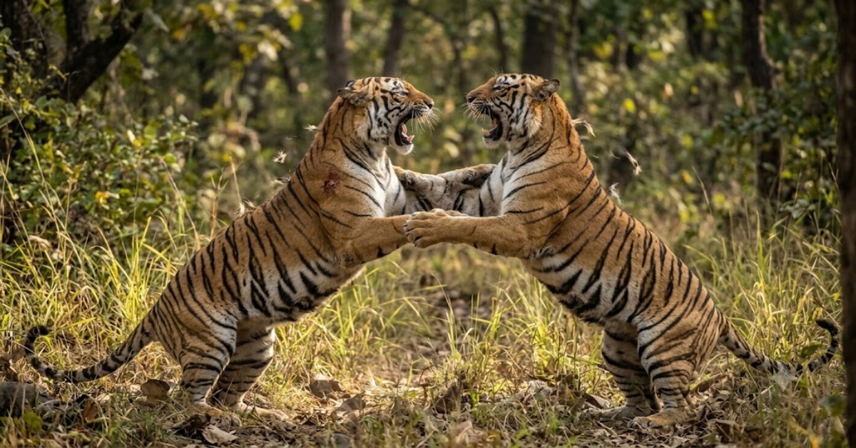 Tiger Territorial Fight: मुखिया को नए बाघ अधिराज की चुनौती, युवराज को घायल कर खदेड़ा, भोपाल में चल रहा इलाज