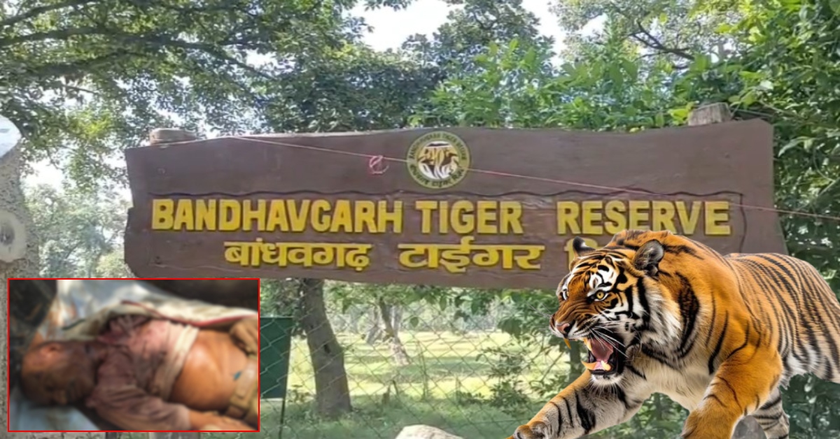 बांधवगढ़ में खूनी खौफ: महुआ बीनने गए ग्रामीण पर बाघ का हमला, लावारिस जूतों ने खोला मौत का राज