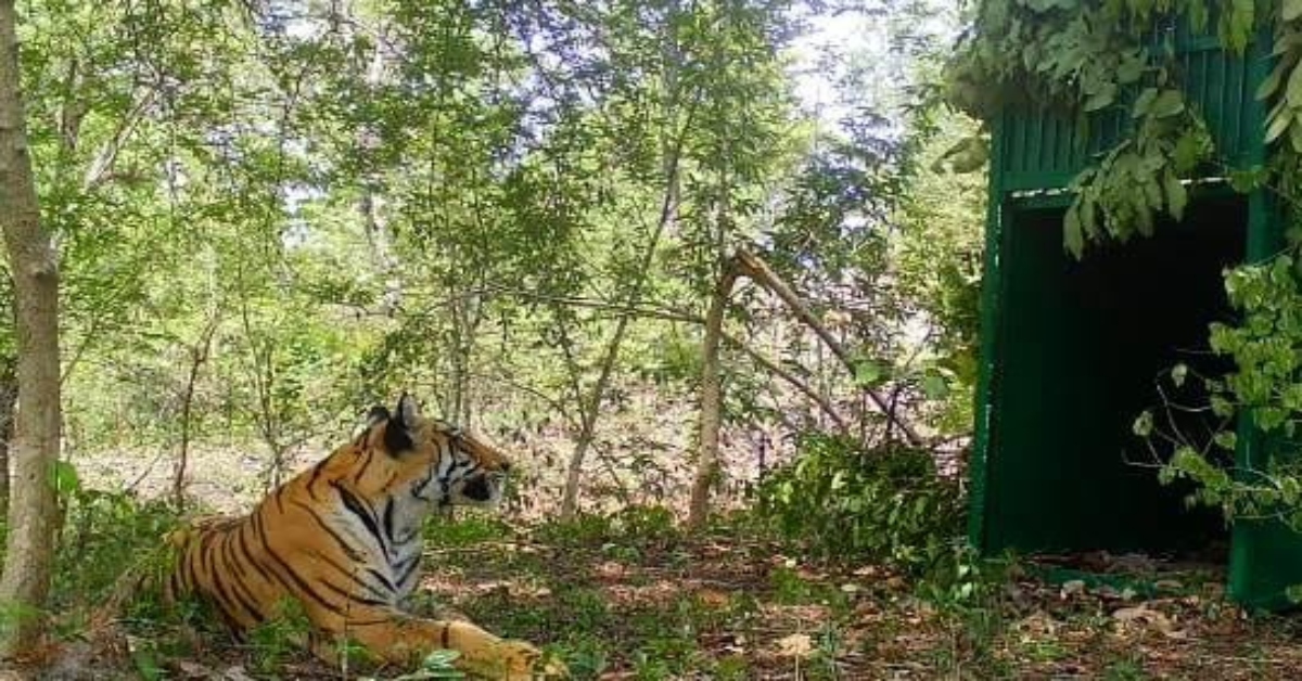 बांधवगढ़ में मादा बाघ शावक की एंट्री, सिवनी से रेस्क्यू कर किया गया बहेरहा बाड़े में रिलीज