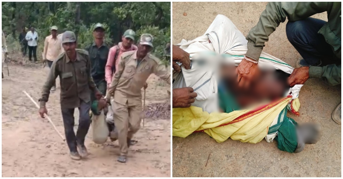 आदमखोर बाघ का आतंक: महिला के बाद युवक को बनाया शिकार, 24 घंटे में दो लाशे मिलने से हड़कंप, विभागीय हाथियों की मदद से तलाश शुरू