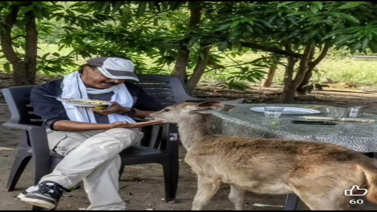 टाइगर रिजर्व में ‘पोहा-खिलाना पड़ा भारी’: सांभर के बच्चे को नाश्ते के आरोप में SDO नपे, वीडियो वायरल होने के बाद सस्पेंड