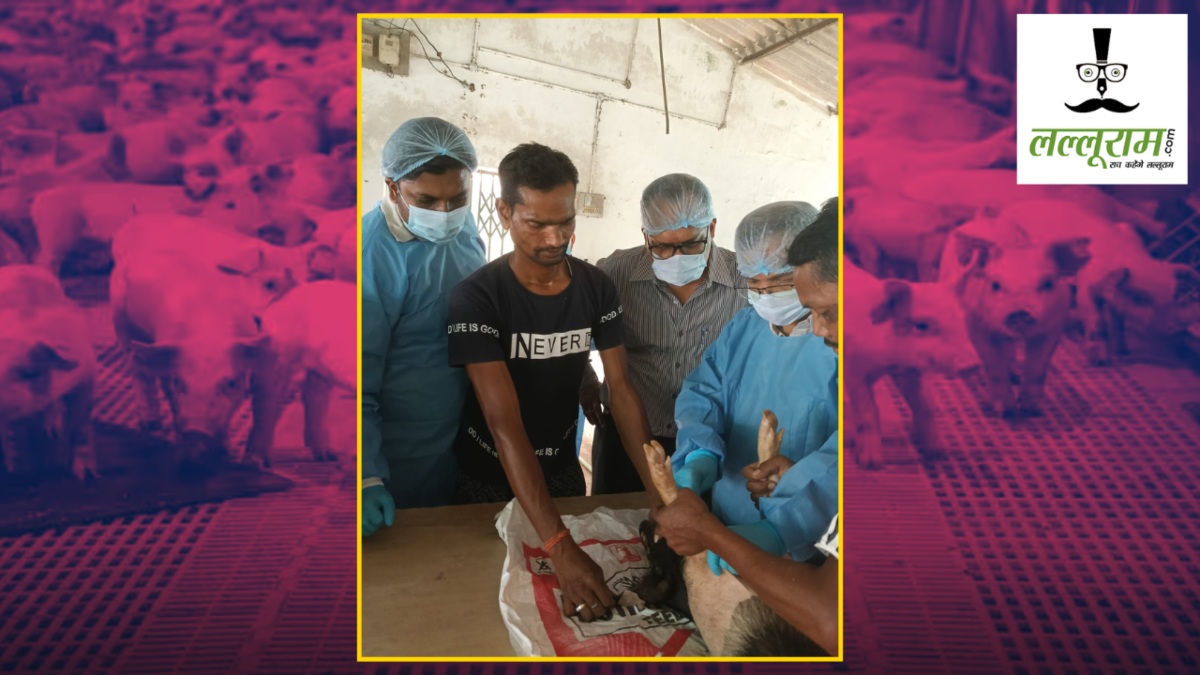 दुनिया की पहली अफ्रीकन स्वाइन फीवर वैक्सीन का ट्रायल जारी, बूस्टर डोज लगाने अंबिकापुर पहुंची वैज्ञानिकों की टीम