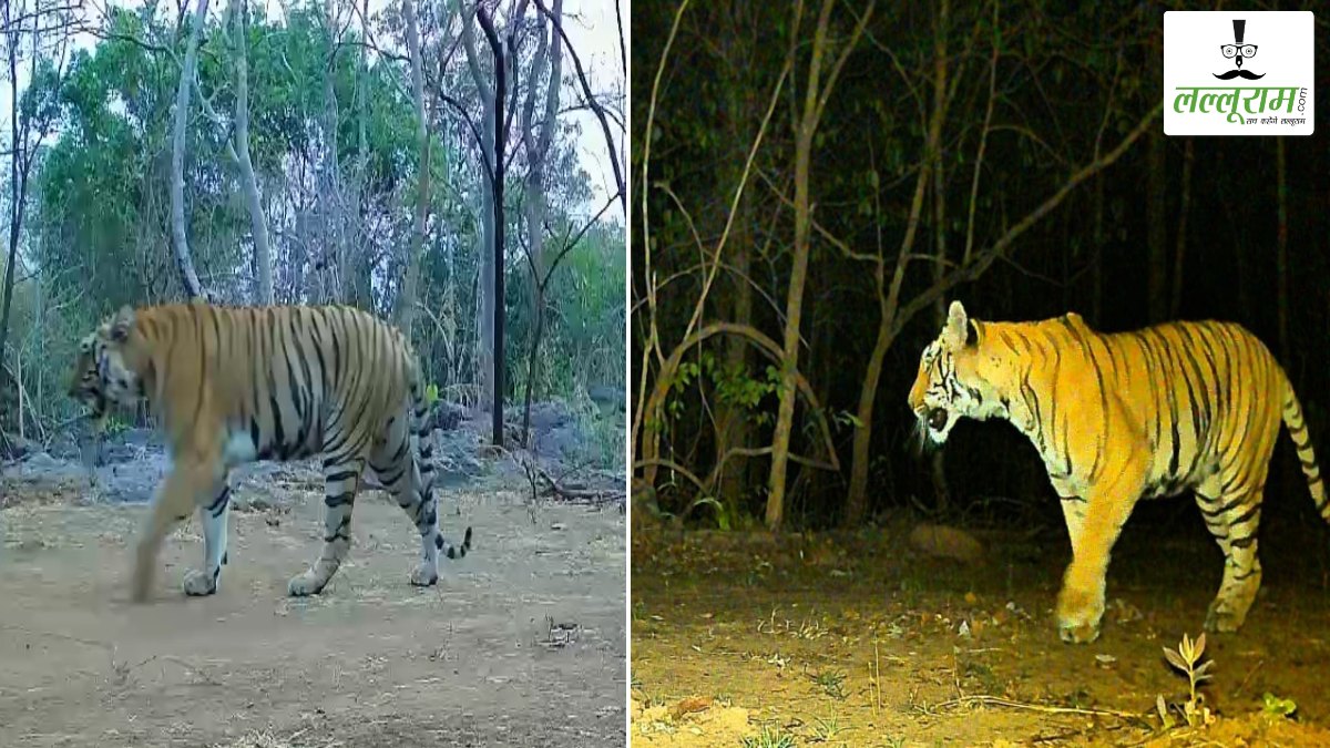 उदंती-सीतानदी टाइगर रिजर्व में दिखी बाघिन: एक दशक बाद लौटी ‘बाघों की दहाड़’ की उम्मीद