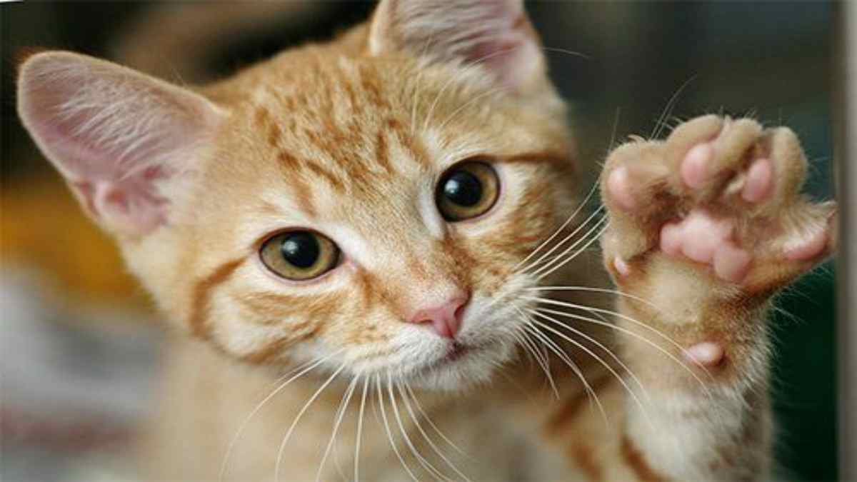 बिल्ली के पंजे से पहली बार फैला रेबीज, 13 साल के मासूम की मौत, दिमाग तक फैल गया था गंभीर इंफेक्शन