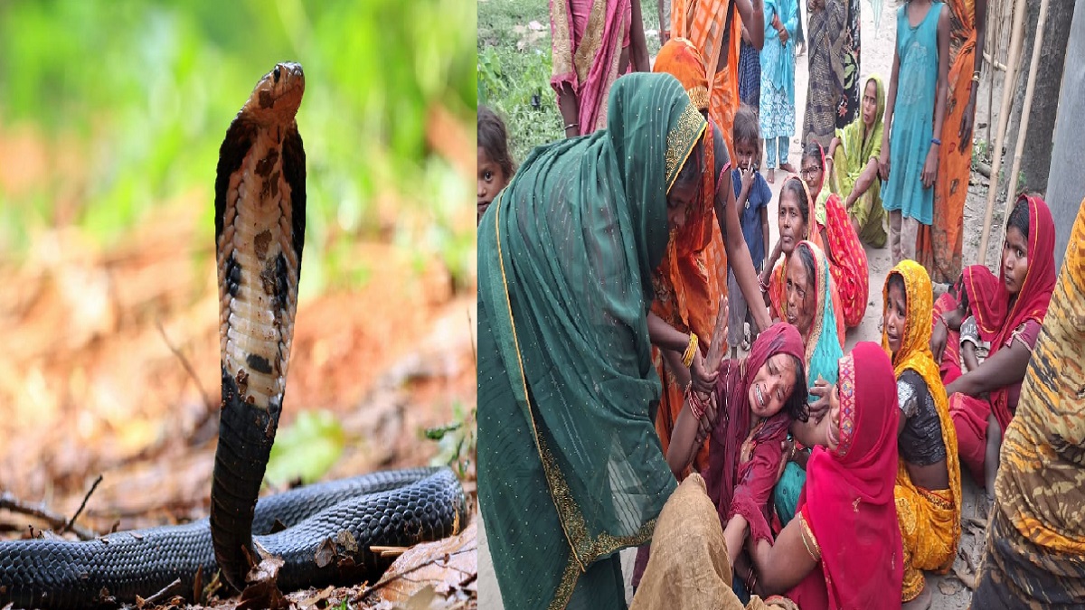 जहरीले सांप के काटने से 5 वर्षीय मासूम की मौत, अस्पताल ले जाने की बजाय झाड़-फूंक में उलझे परिजन