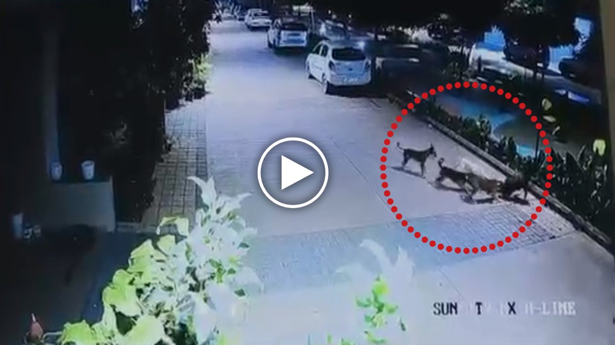 आवारा कुत्तों का आतंक: 5 साल के मासूम को घसीटकर नोचा, CCTV में कैद हुई दिल दहला देने वाली घटना