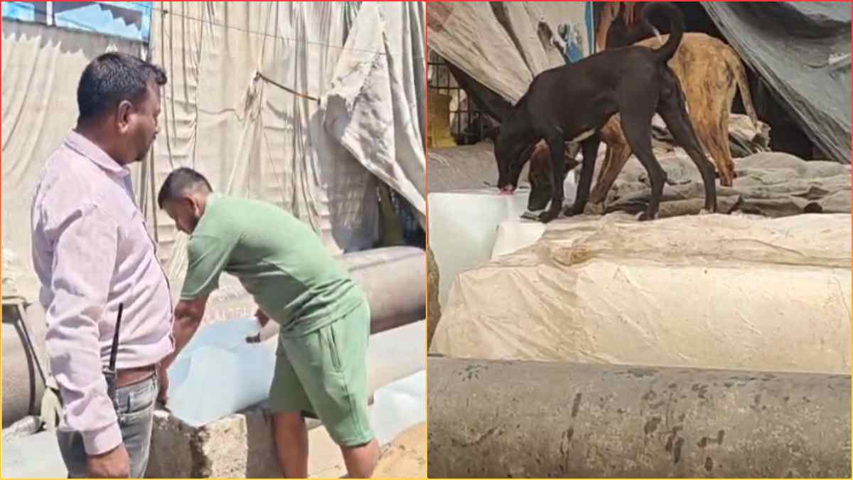 जूस पीने वाले सावधान: बर्फ की सिल्लियां चाट रहा थे कुत्ते, डिपो संचालक पर लगा 2 हजार का जुर्माना