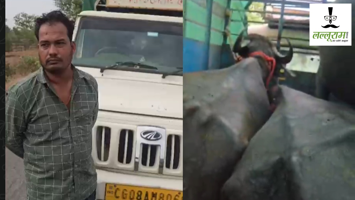 CG News : भैंसों से भरी पिकअप रोककर चालक से मारपीट, डेयरी संचालक से एक लाख रुपये वसूलने का आरोप  