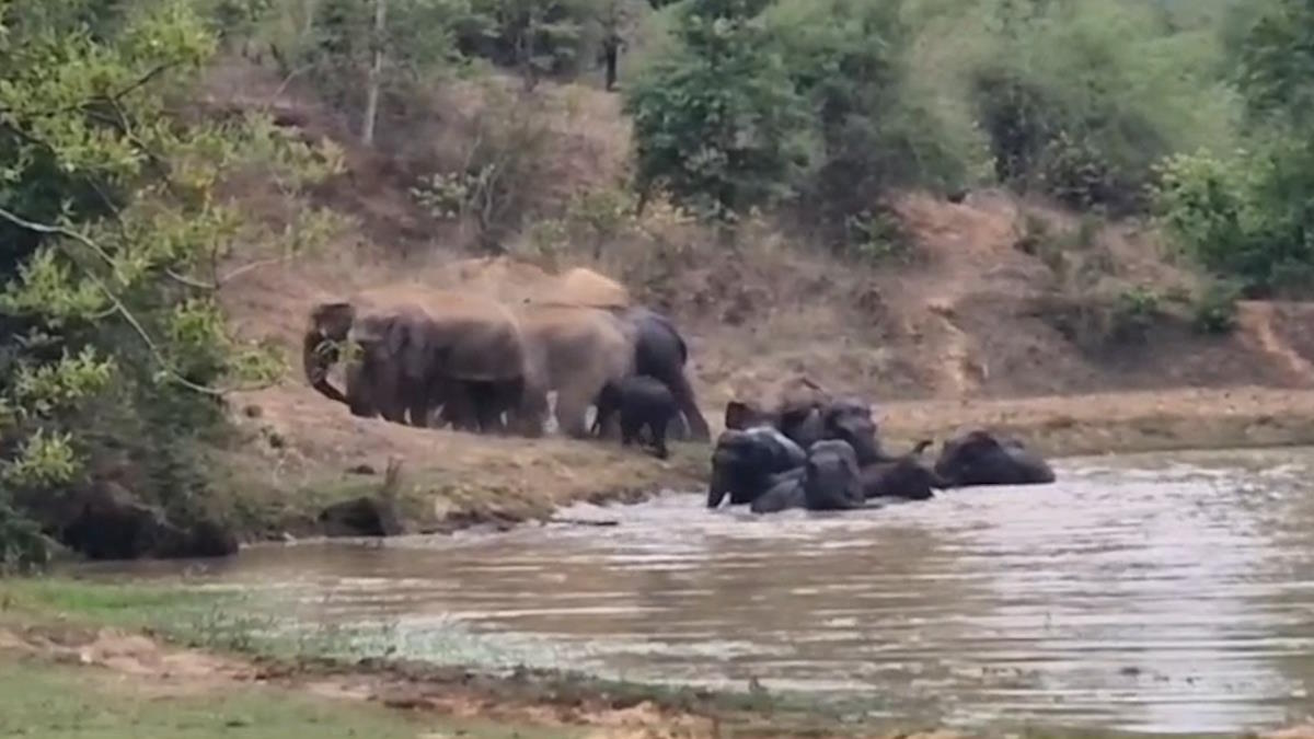 VIDEO: कटघोरा वनमंडल के जलाशय में हाथियों के दल ने डाला डेरा, पानी में अठखेलियां करते दिखे गजराज…
