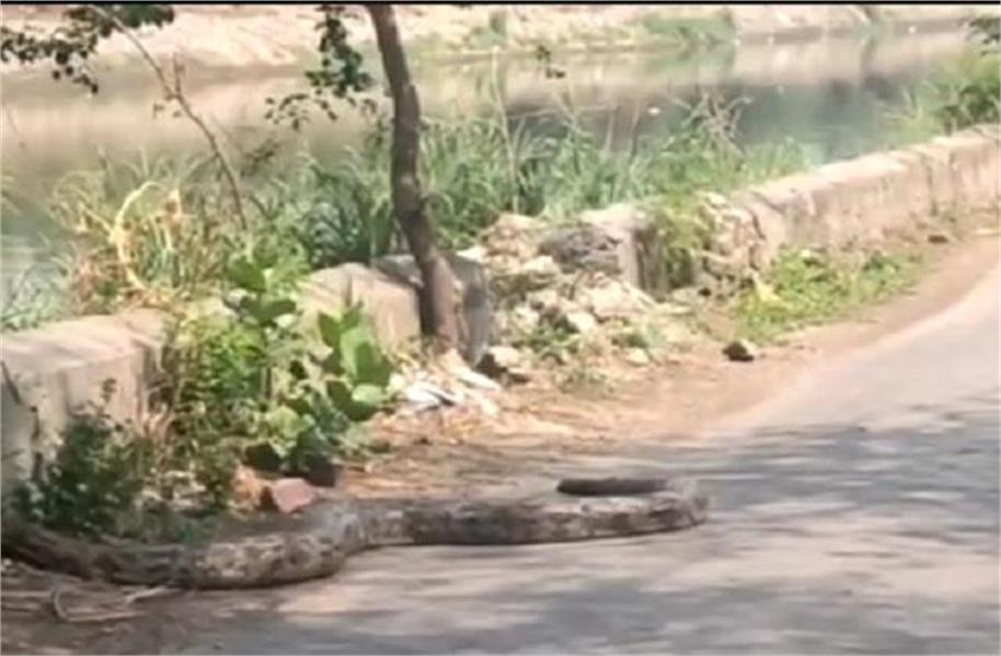 12 फीट लंबे अजगर ने मचाई दहशत, आगरा नहर किनारे दिखते ही मची अफरा-तफरी