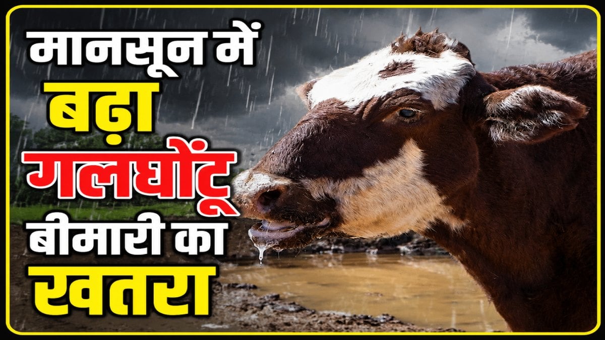 मानसून में बढ़ा गलघोंटू बीमारी का खतरा: पशुपालकों से समय पर टीकाकरण कराने की अपील, राज्यभर में सतर्कता एवं निगरानी बढ़ाने के निर्देश