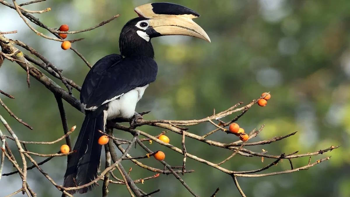 वन मंत्री केदार कश्यप की पहल, उदंती-सीतानदी टाइगर रिजर्व में शुरू होगी ‘हॉर्नबिल सफारी’