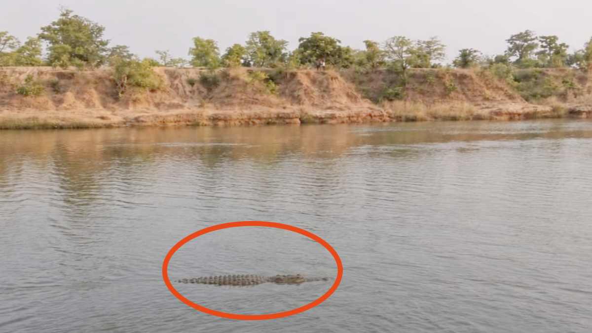 शिवनाथ में मगरमच्छ तैरने की तस्वीर वायरल, नदी किनारे गांवों में दहशत, वन महकमा अलर्ट