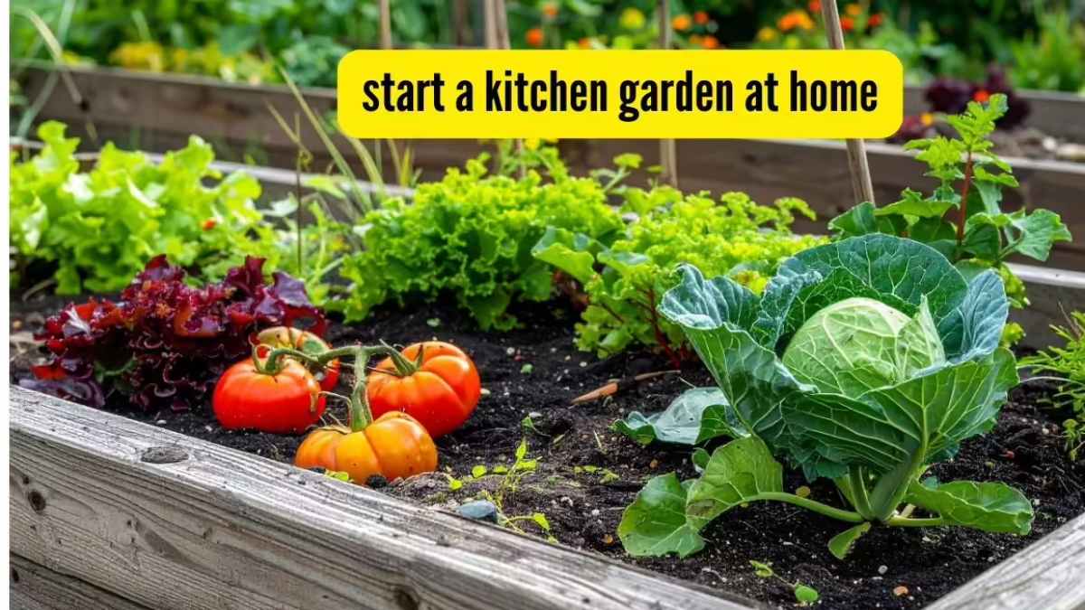 Kitchen Gardening : सब्जियां लगाने का परफेक्ट टाइम शुरू, कुछ ही हफ्तों में ताजी सब्जियां मिलने लगेगी …